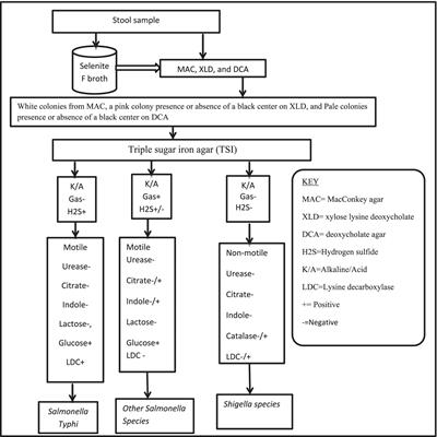 Prevalence of Salmonella spp., Shigella spp., and intestinal parasites among food handlers working in University of Gondar student’s cafeteria, Northwest Ethiopia